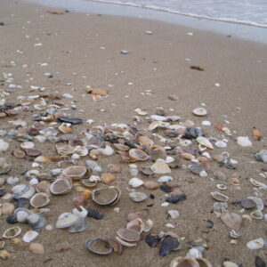 “…it had hundreds thousands so many seashells, and we would just get to pick them up…”