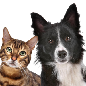 “I’m an owner-operator of a Veterinary Clinic here.”