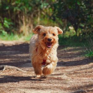 “You kind of lost track of whether I was chasing a dog or the dog was chasing me “