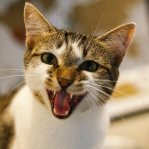 [Meow!] “Oh my gosh, my cat. Hello.” [Meow!]