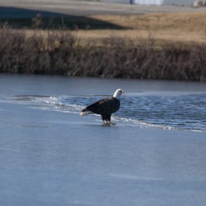 “There were several bald eagles that were just sitting on the ice.”