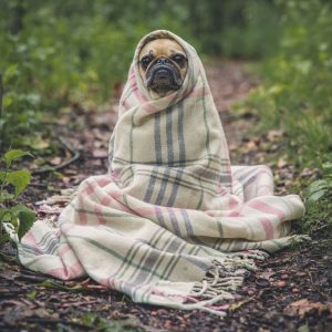 “She tripped, and she couldn’t put her hands down, right? ‘Cause they were in the burrito blanket.”