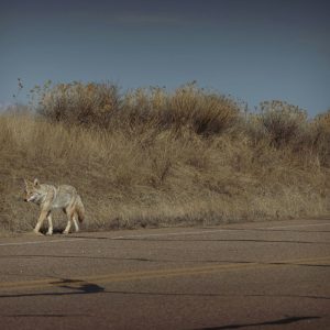 “I looked up, and there’s the coyote.”