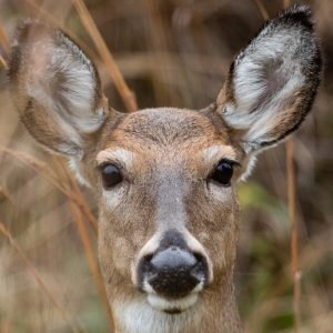 “This was not Bambi.”