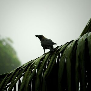 “I think maybe that bird was actually helping me out instead of hunting me.”