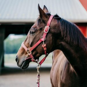 “Bill knows he’s on his way back towards the barn and […] he will take off and hurry his way back.”