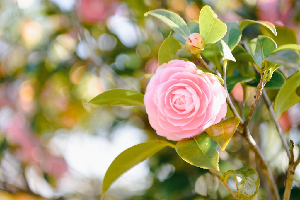 A single pink flower on a branch.