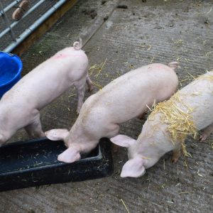 “I couldn’t get the darn pigs organized.”