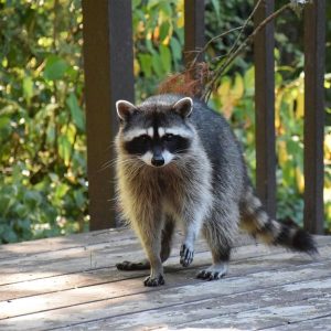 “The raccoon’s just chilling, laying there, no problems.”