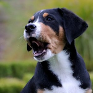 “Lo and behold, then he starts barking at me.”