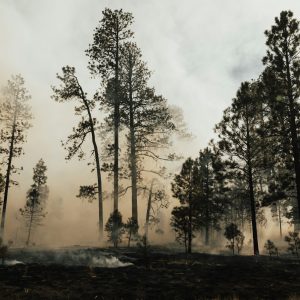 “It’s weird to see a big lighted road sign warning of a forest fire, not just potholes and construction workers.”