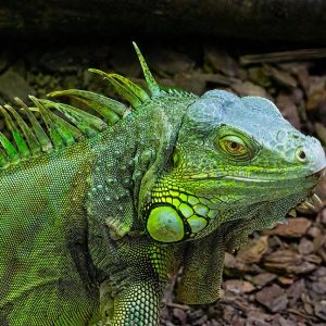 “Where did she get this iguana?”