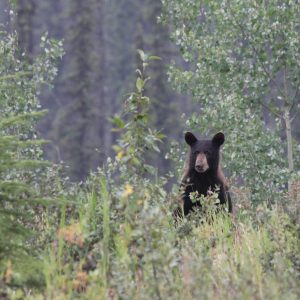 “Now there’s nothing between him and the bear”
