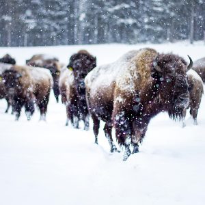 “One of the key learning points… is to teach them that they are not buffalo.”