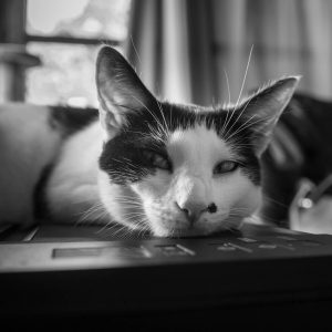 “I feel like I’ll never get another cat like him.”