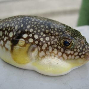 “Blowfish contains a sac of poison. If you eat that sac, you’re gonna die”