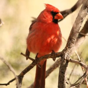 “When you see a cardinal, somebody you love is near you”