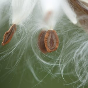 “Milkweed grows so fast, it’s unbelievable.”