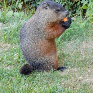 “Now this groundhog has revealed truth to me”