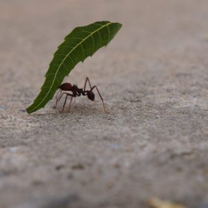 “I draw the line at sharing my house with ants”