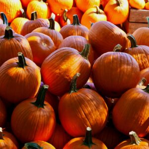 “One day, the two pumpkins are fine. The next day, she went out and the one was totally eaten”
